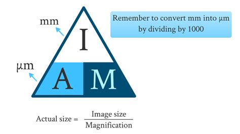 magnification equation biology